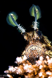 Lionfish on hard coral. by Mehmet Salih Bilal 